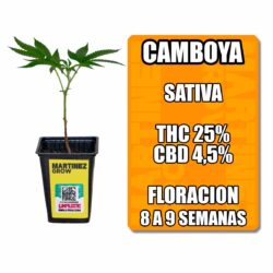 esqueje camboya chr (solo retiro por local)