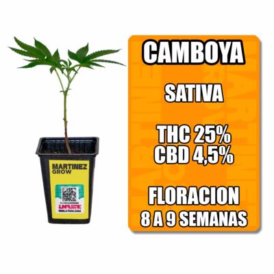 esqueje camboya chr (solo retiro por local)