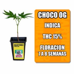 esqueje choco og (solo retiro por local)