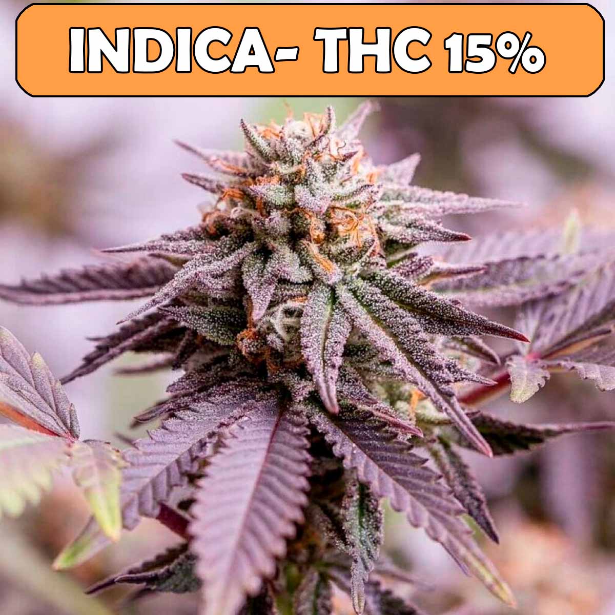 semillas fem choco og x3 semillas fem choco og x3