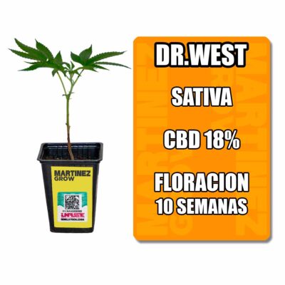 esqueje dr west cbd (solo retiro por local)
