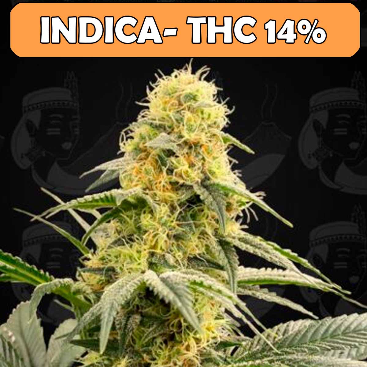 semillas fem craig x4 semillas fem craig x4