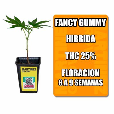 esqueje fancy gummy (solo retiro por local)