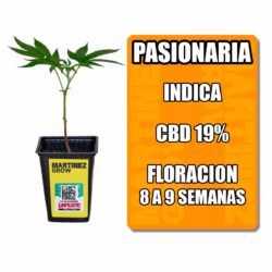 esqueje pasionaria cbd (solo retiro por local)