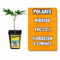 esqueje polaris (solo retiro por local)
